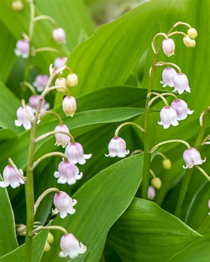Lily of the Valley Poisonous: A Comprehensive Guide to Understanding Its Risks and Safety