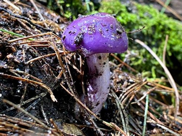 What Are Purple Nurple? A Comprehensive Guide to Understanding This Trending Phenomenon