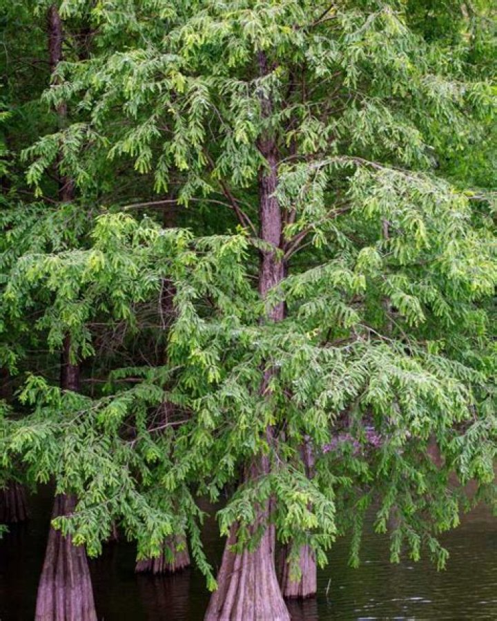 Where is Cypress: A Comprehensive Guide to Discovering the Hidden Gem