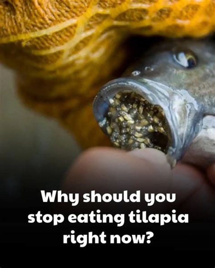 Why You Should Never Eat Tilapia: A Comprehensive Guide